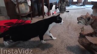FUNNY VIDEOS 2
