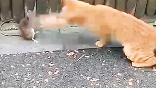 Cat and rat funny moments