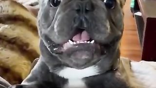 funny animals 10