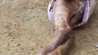 Amazing anaconda