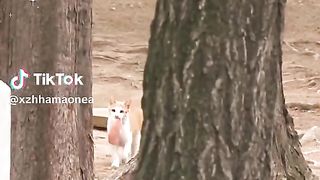 "Cat stole 100 pieces chicken but didn't eat