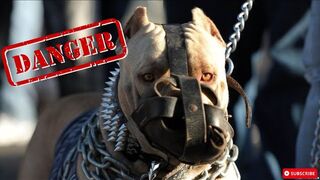 Top 10 most dangerous dogs in the world 2023