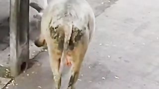 Cow hit man