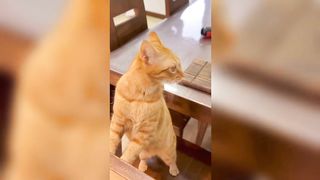 cute cat talking meaun | cat compilation funny tiktok