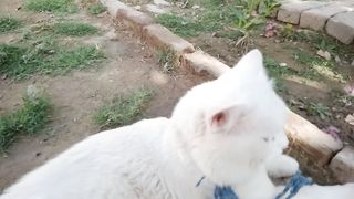 My cat walk