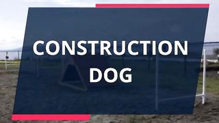 CONSTRUCTION DOG: #shorts #viral #video