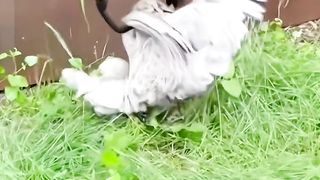 Funny video 548