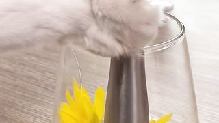 Puff is such a hard-working meow over the past week.