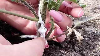 ПРЕМАХВАНЕ НА КОЛТУЦИТЕ