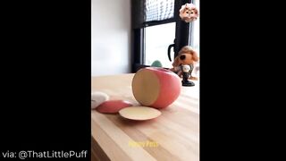 Cats Make Food 2022 ♥ That Little Puff Tiktok Compilation #23