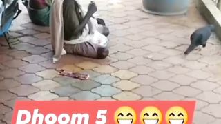 Wao murgi choor