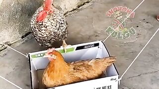 КОГАТО СИ ПЪРВАТА ДАМА НА ПЕТЕЛА