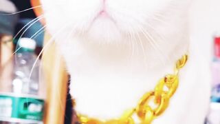 Funny and cute cat videos