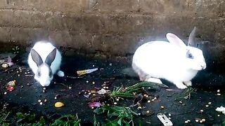 Rabbits 2