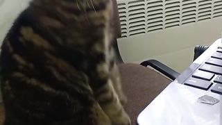 КОТКА - НАЦИОНАЛИСТ