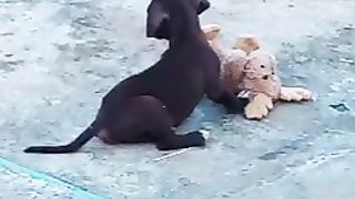 Animals 15