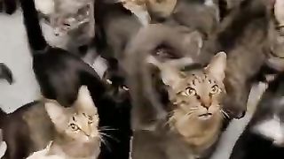 COMPILATION of Funny Videos | funny cats videos tiktok compilation | Funny videos tik tok 2021 new