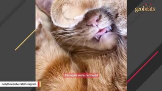 Family brings home a blind cat. And he keeps surprise attacking everyone.