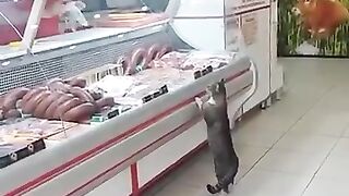 chat à la boucherie