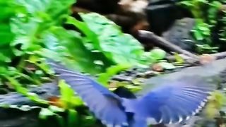 BEAUTIFUL  BIRD