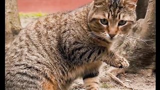 Beautyful Cats