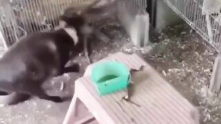 Mind blowing action of cat