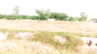 گندم کی کٹائی شروع کیا ھے