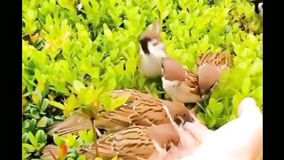 رزق دینے والا اللّٰہ تعالیٰ ھے