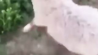 Funny video 551