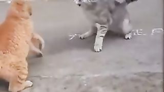 Cats video 2