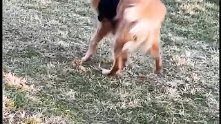 funny moment dog and animal #1 ????