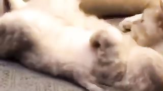 Compilation of cats part1