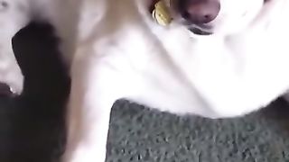 Dogs vidéos