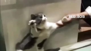 If you laugh, you subscribe to short hilarious memes