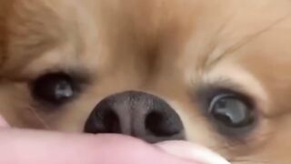 Funny Dogs Moment 2