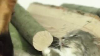 Funniest Cats ???? Unravel Life's Deepest Meanings ???? - SoCats