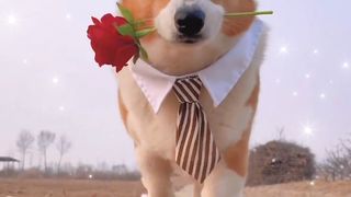 Funny dog and cute cat videos ❤️❤️