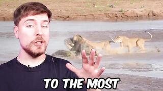 Most Dangerous Animals!.