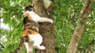 Mama Kitty's Rescue..Ratunek Mamy Kitty,Спасение мамы Китти