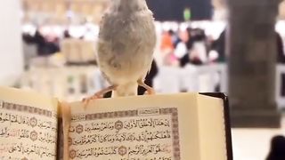 I love Allah ????