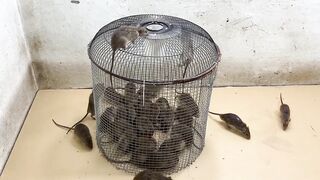 homemade simple mousetrap