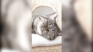 Funny Cats Videos 2023 - Cute Cats and Kittens Compilation