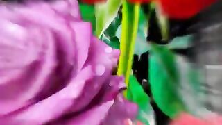 Beautiful Roses 2