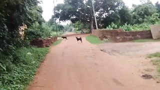 Villages Black Dog Video