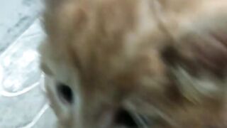 Funny cats 19