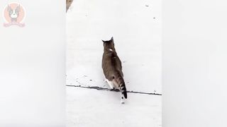 Funny animals!!! 2