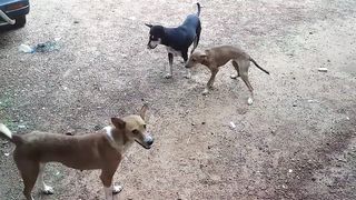 Funny Family Dogs Play and Enjoy