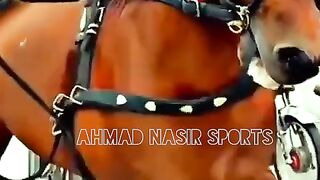 #best#race#of#hoerses#on#rood