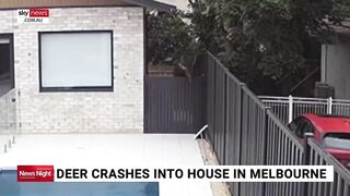 Deer crashes through Melbourne backyard