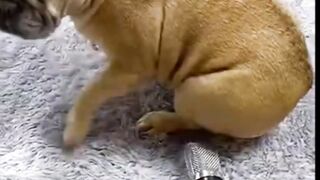 Lose try do not laugh challenge impossible.Best mêmes compilation